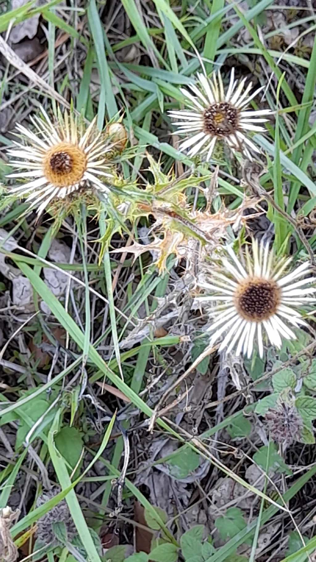 Carlina sp. (acaulis o vulgaris)