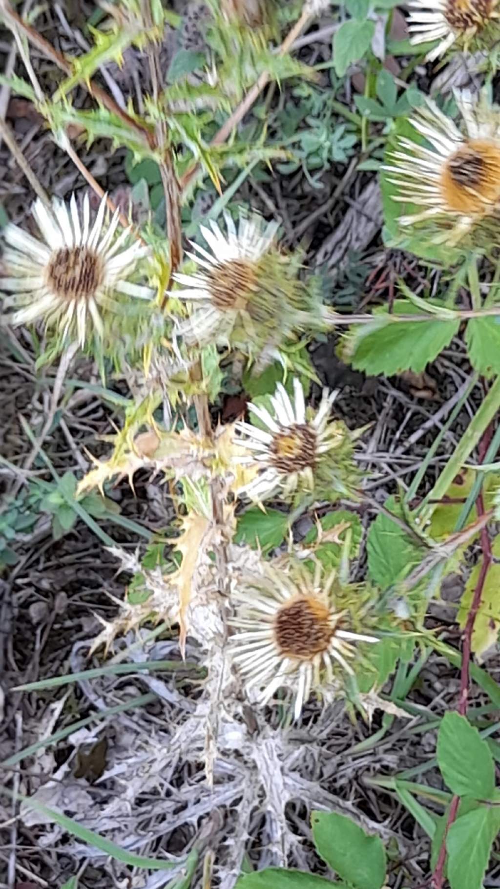 Carlina sp. (acaulis o vulgaris)