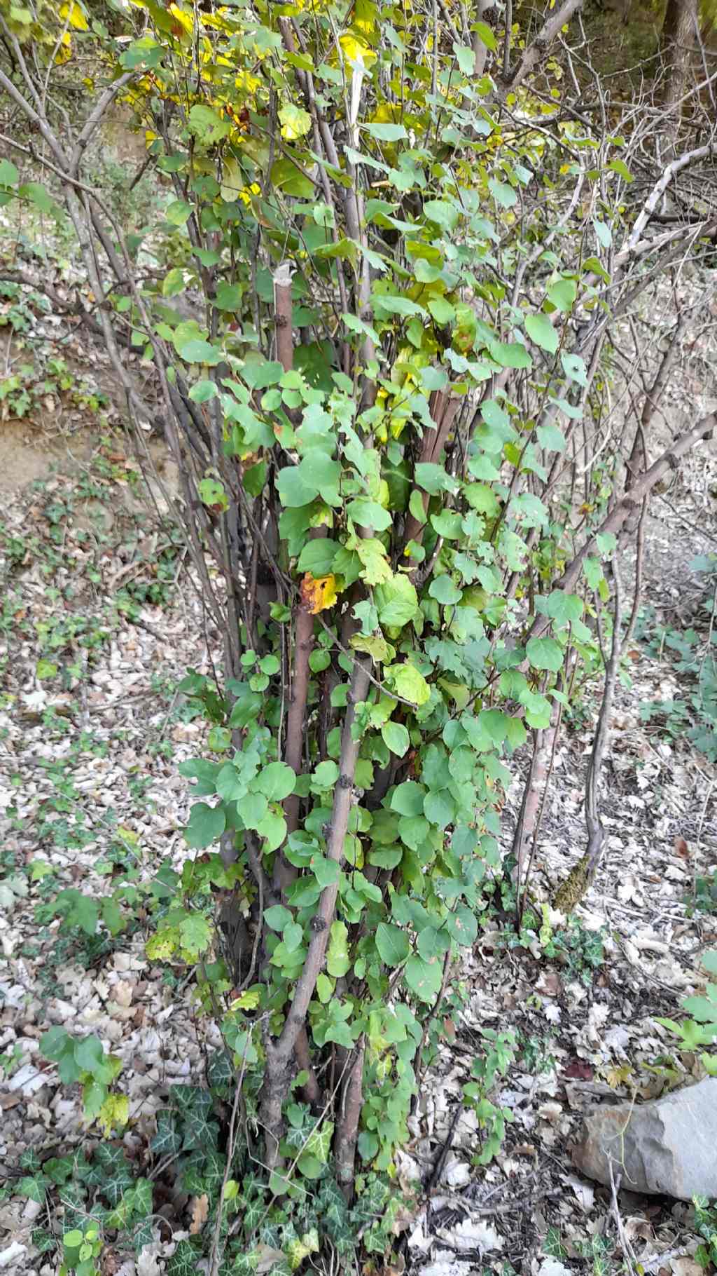 Cornus sanguinea (Cornaceae)