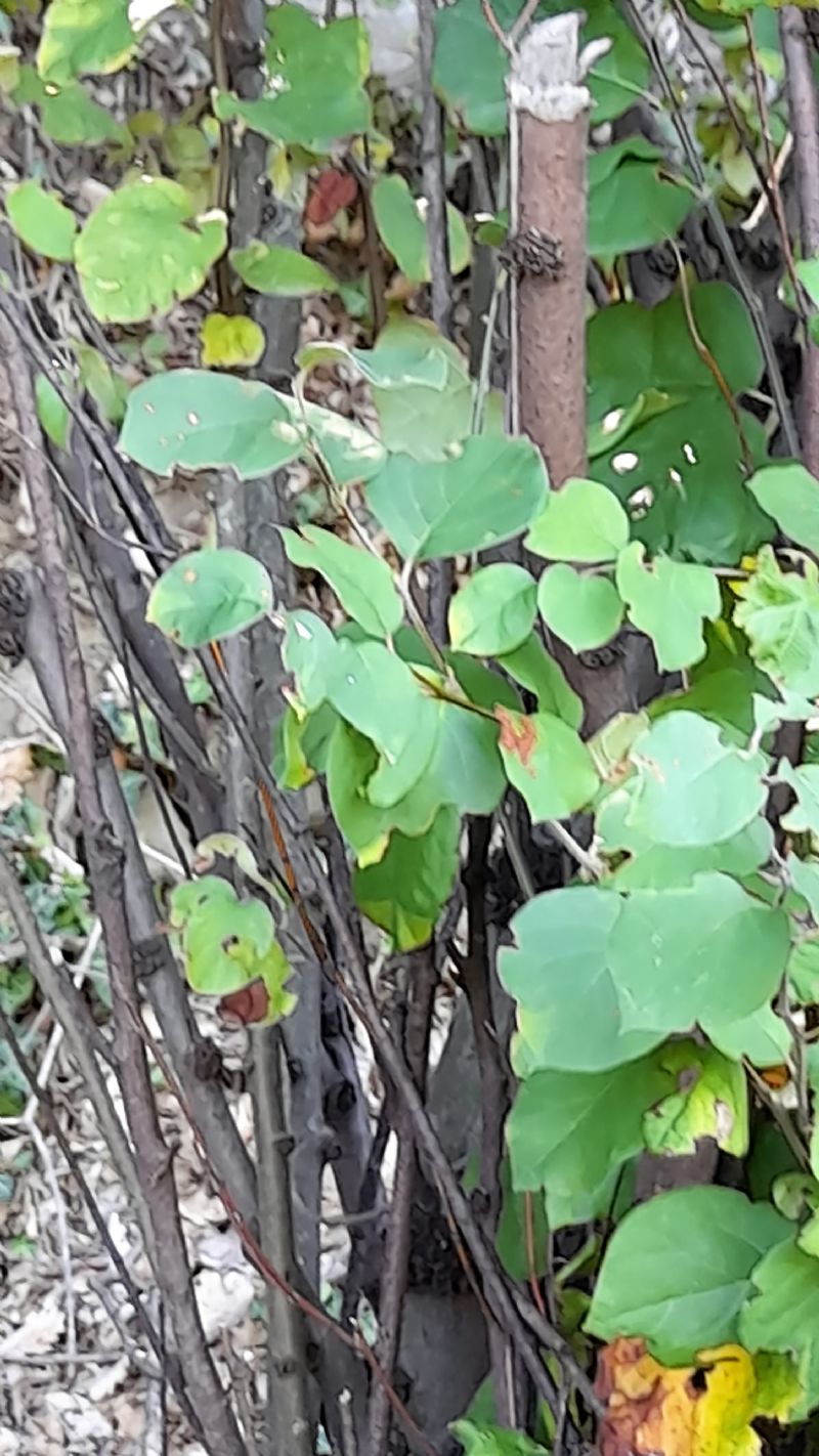 Cornus sanguinea (Cornaceae)