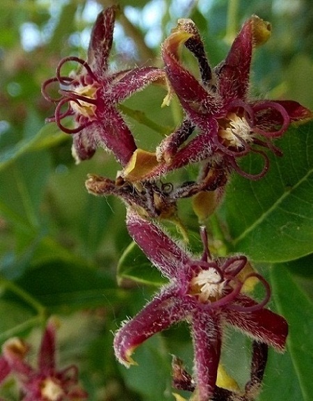 Apocynaceae: Araujia sericifera e Periploca graeca