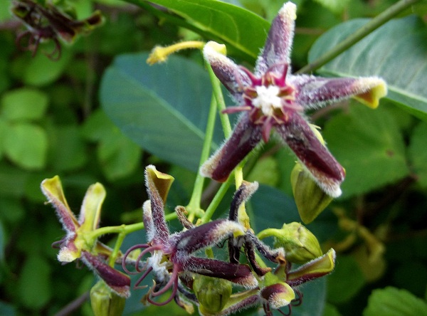 Apocynaceae: Araujia sericifera e Periploca graeca