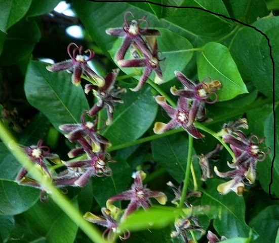 Apocynaceae: Araujia sericifera e Periploca graeca