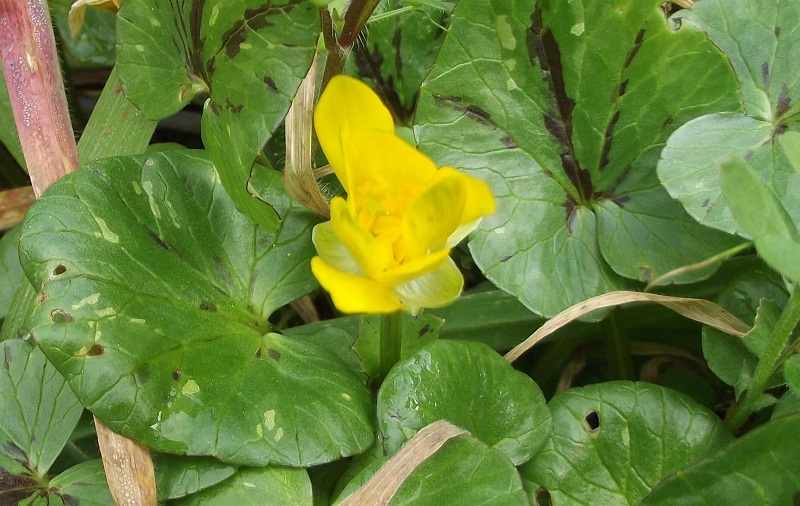 Ranunculus ficaria