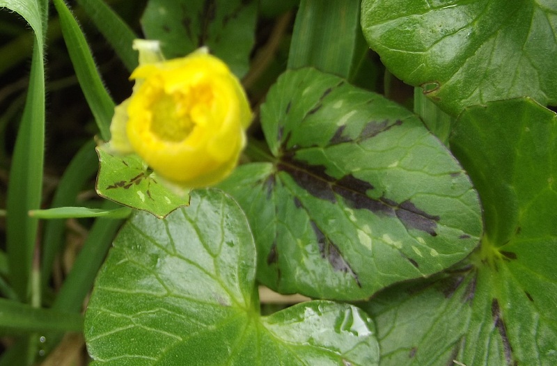 Ranunculus ficaria