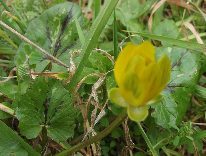 Ranunculus ficaria