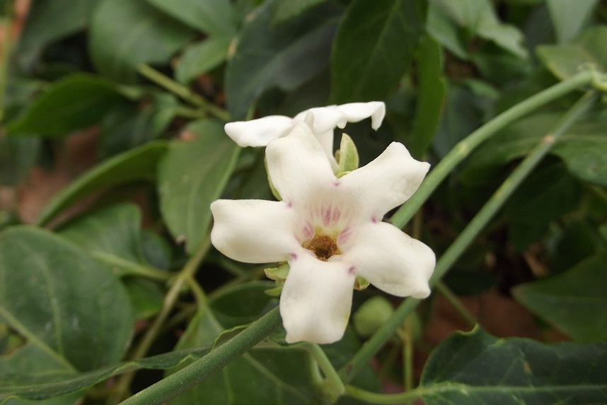 Apocynaceae: Araujia sericifera e Periploca graeca