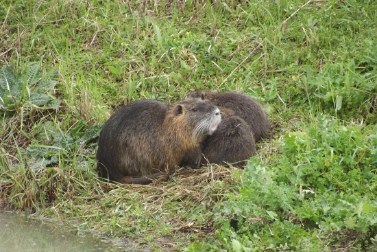 Nutrie - Ospedaletto di Pisa