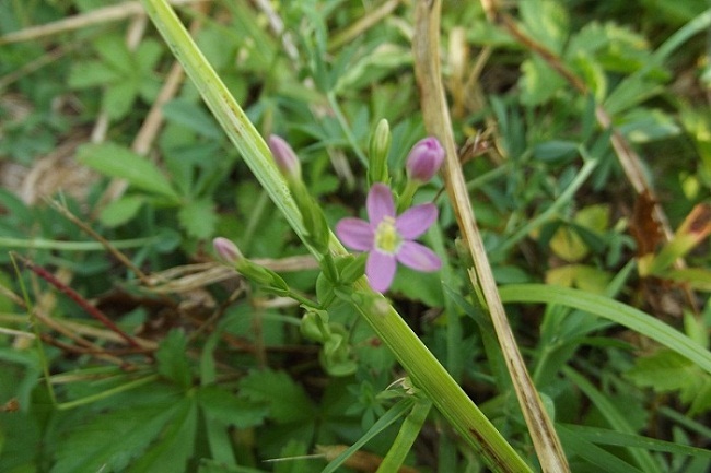 pianta da determinare - Centaurium sp.