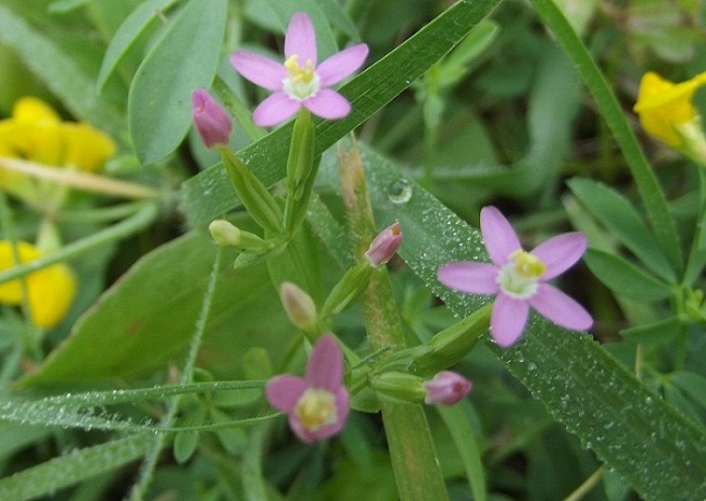 pianta da determinare - Centaurium sp.