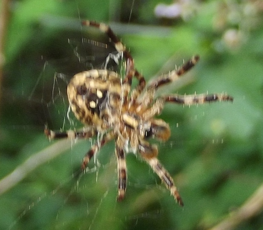 Araneus cf. angulatus - San Rossore (PI)