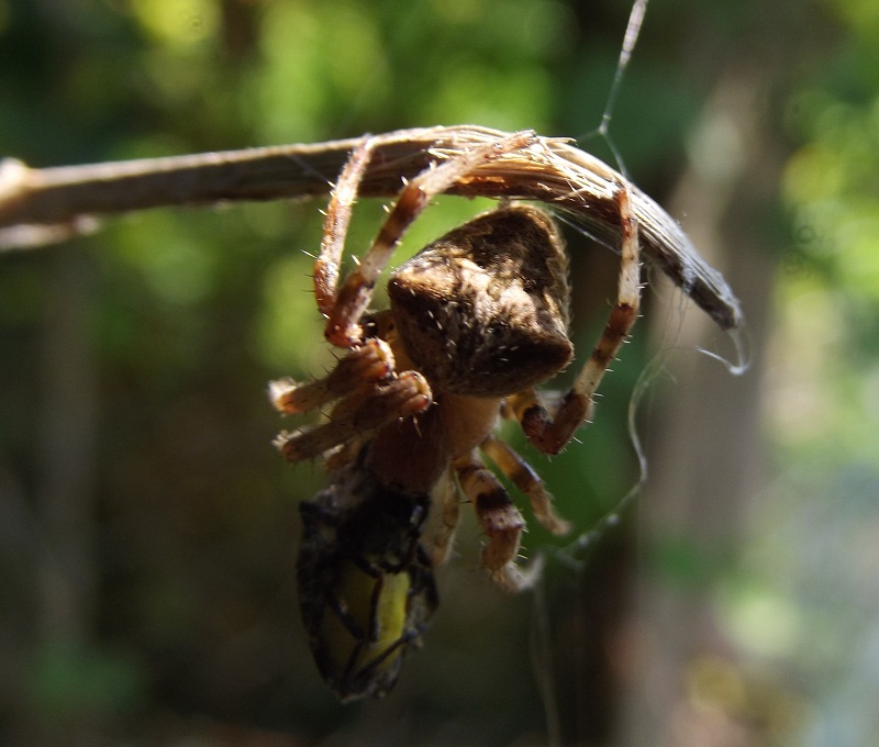 Araneus cf. angulatus - San Rossore (PI)