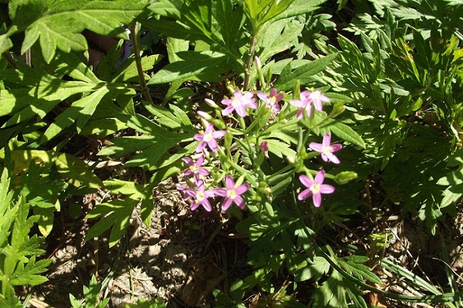 pianta da determinare - Centaurium sp.