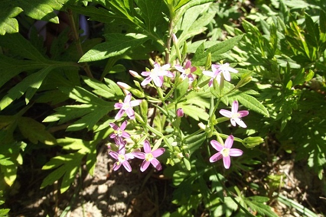 pianta da determinare - Centaurium sp.