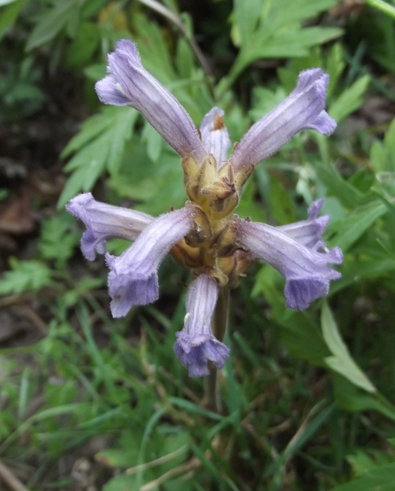 Orobanche?