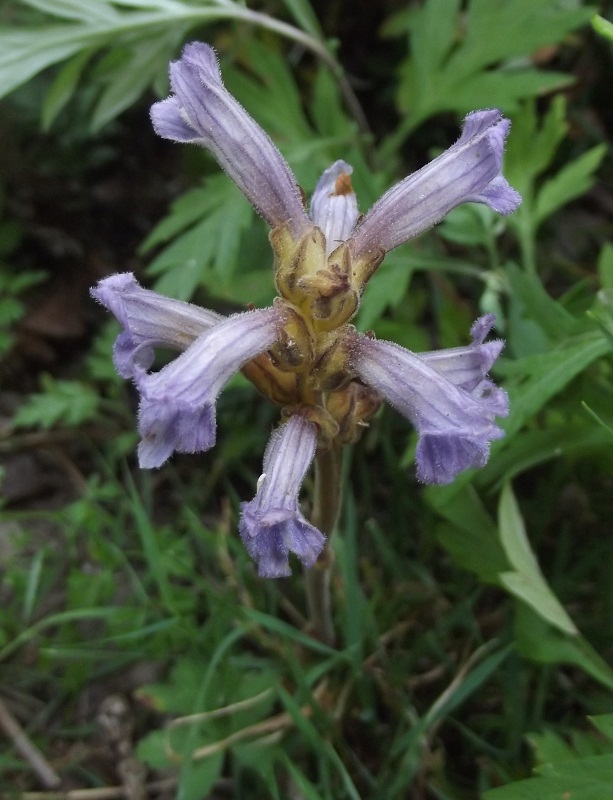 Orobanche?