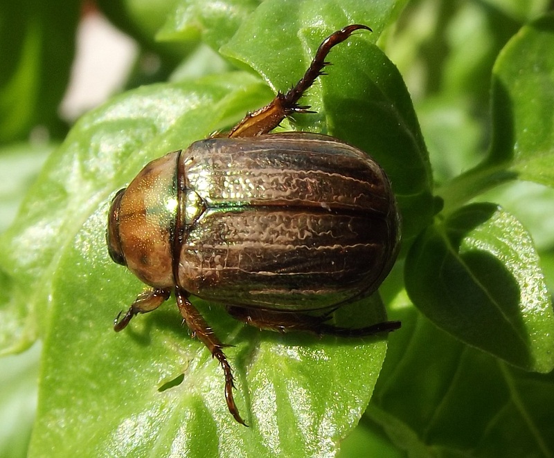 piccolo Coleottero da identificare