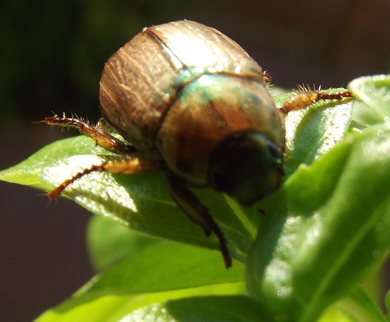 piccolo Coleottero da identificare