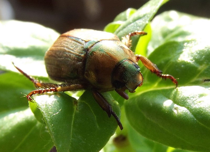 piccolo Coleottero da identificare