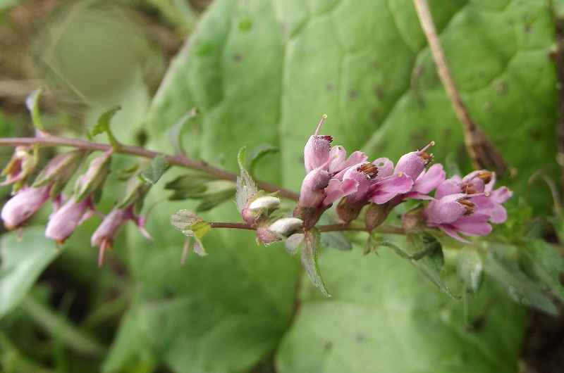 Ericacea? no, Odontites vulgaris