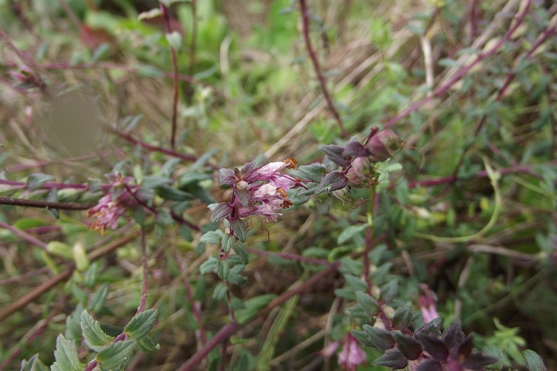 Ericacea? no, Odontites vulgaris