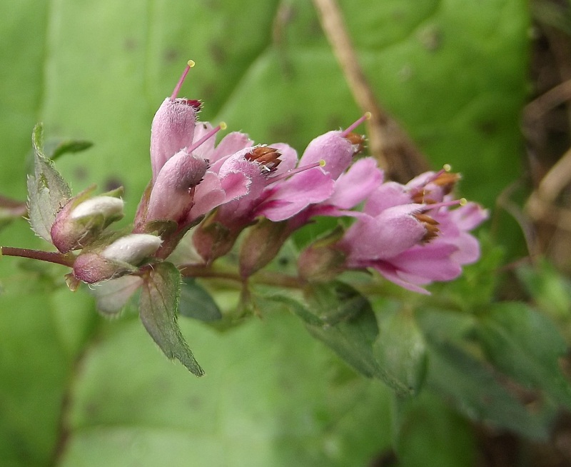 Ericacea? no, Odontites vulgaris