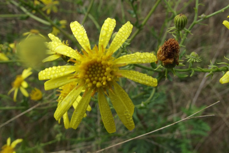 composita da id. - Senecio cfr. erraticus