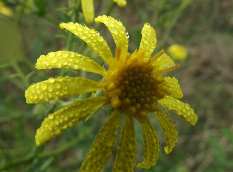 composita da id. - Senecio cfr. erraticus