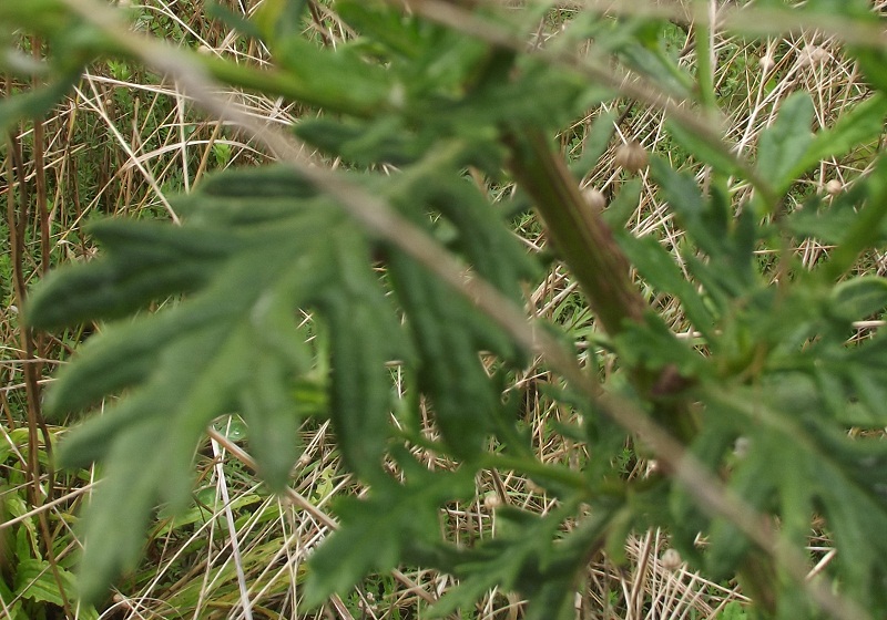 composita da id. - Senecio cfr. erraticus