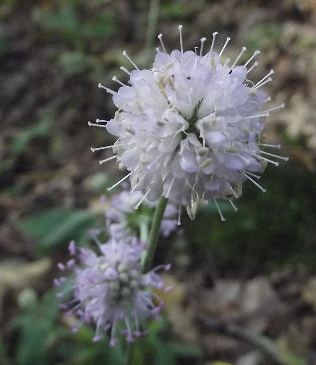 Succisa pratensis / Morso del diavolo