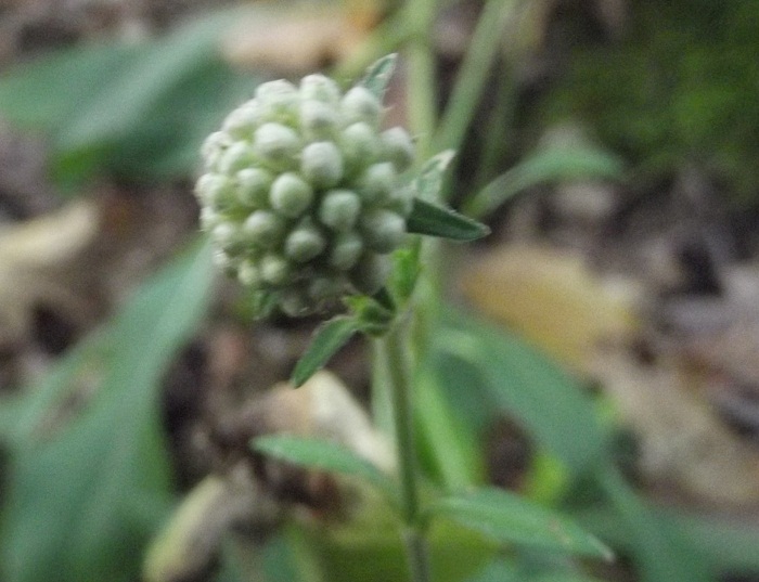 Succisa pratensis / Morso del diavolo