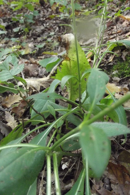 Succisa pratensis / Morso del diavolo