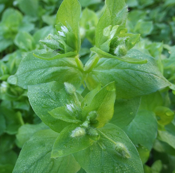 Stellaria media / Centocchio comune