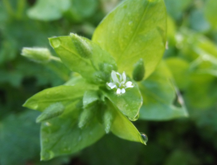 Stellaria media / Centocchio comune