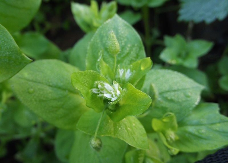 Stellaria media / Centocchio comune