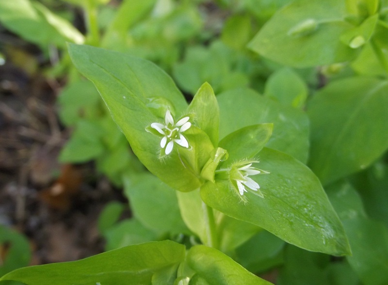 Stellaria media / Centocchio comune