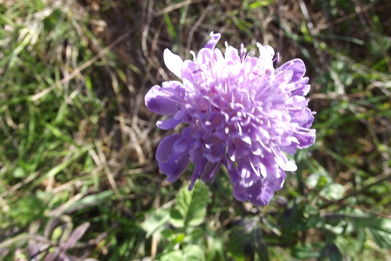 Knautia