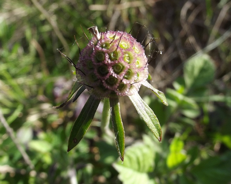 Knautia