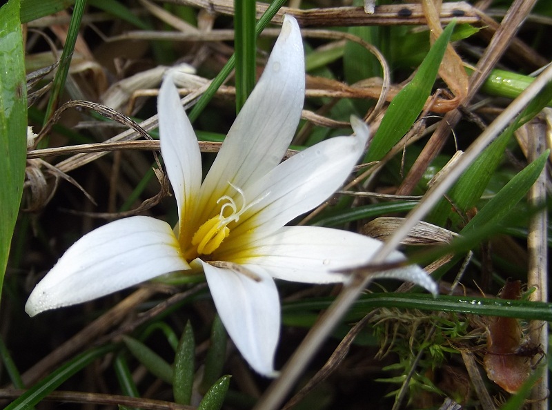 Romulea bulbocodium, Romulea sp. e Crocus sp.