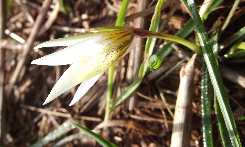 Romulea bulbocodium, Romulea sp. e Crocus sp.