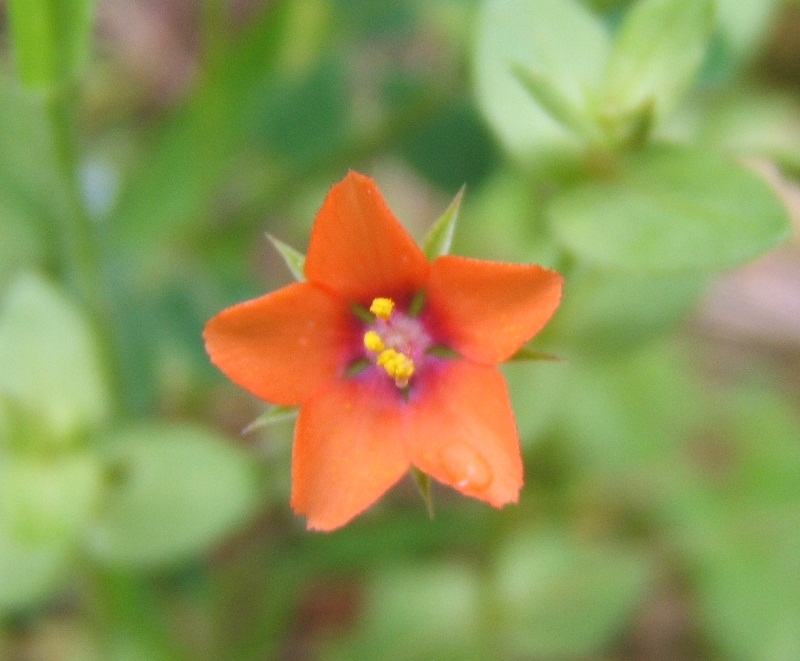 fiorellino rosso - Lysimachia arvensis