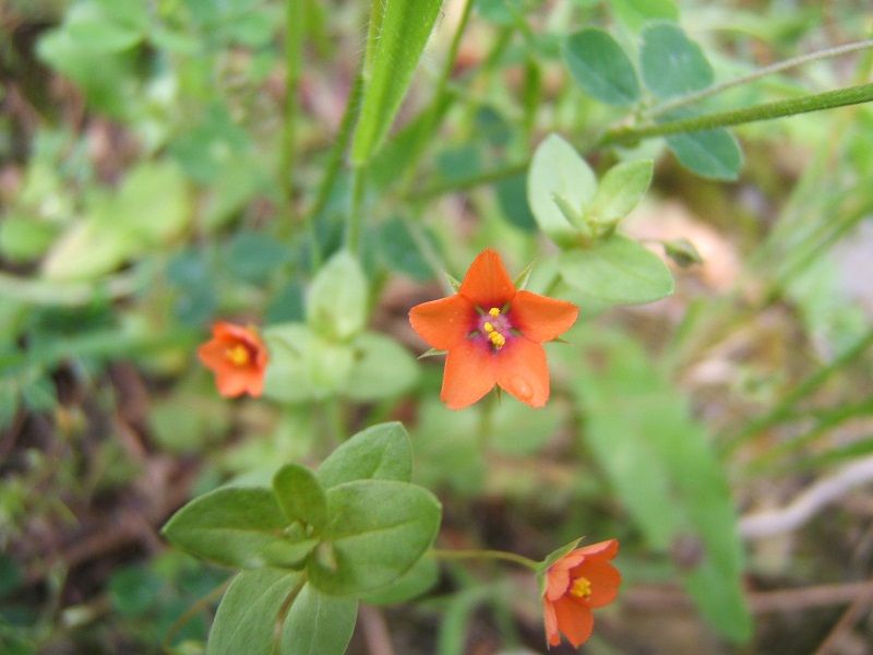 fiorellino rosso - Lysimachia arvensis