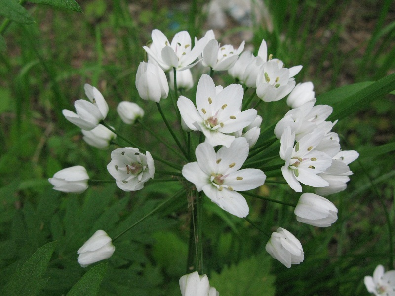 Allium neapolitanum