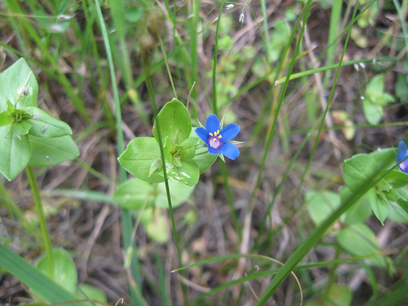 fiorellino azzurro: Lysimachia cfr.arvensis