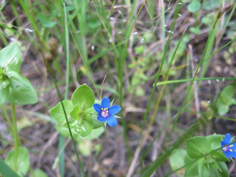 fiorellino azzurro: Lysimachia cfr.arvensis