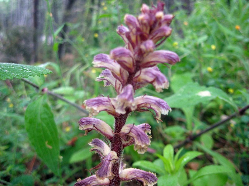 ancora orobanche