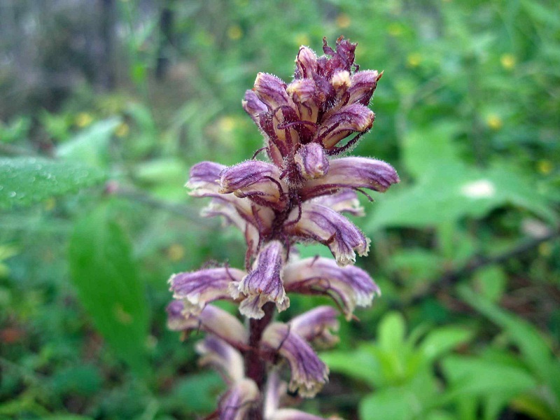 ancora orobanche