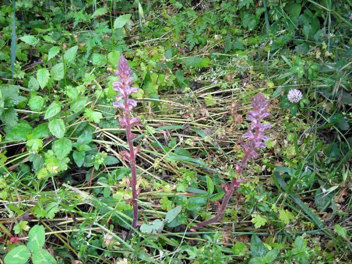 ancora orobanche