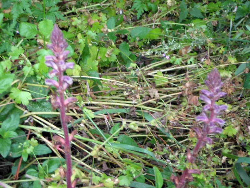 ancora orobanche