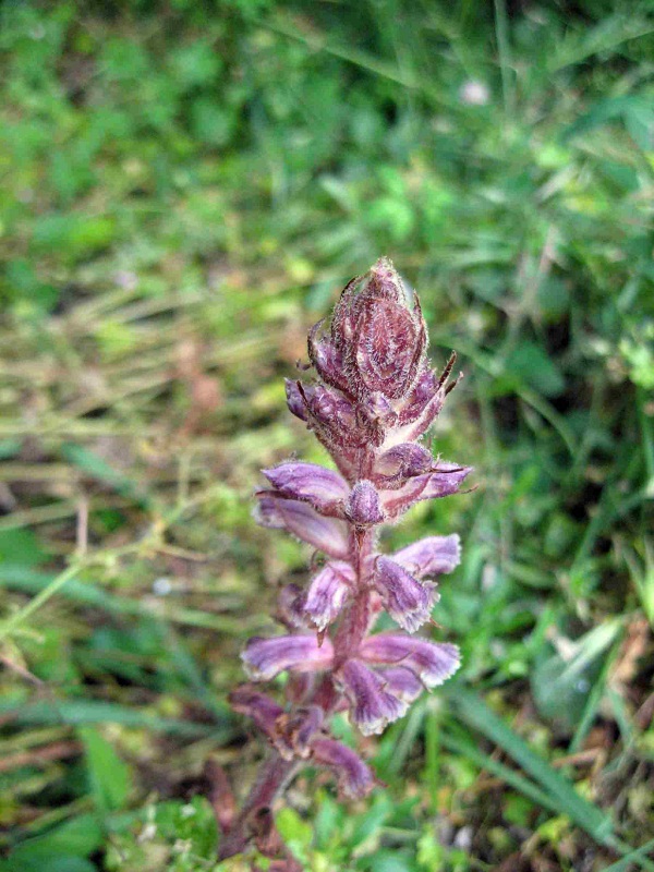 ancora orobanche